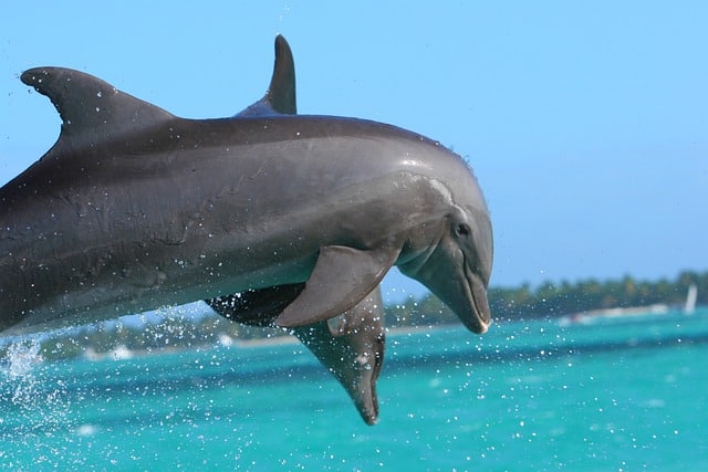 dauphins a punta cana